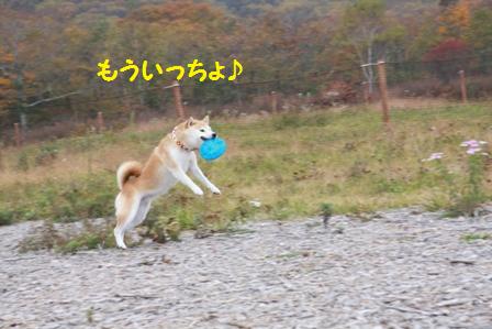 フリスビー