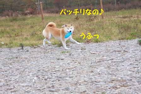 フリスビー