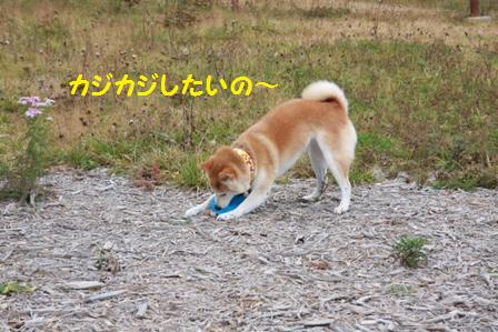 フリスビー