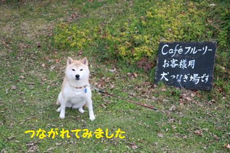 犬つなぎ