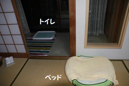 わんこ用