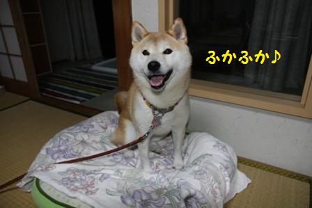 ふかふか