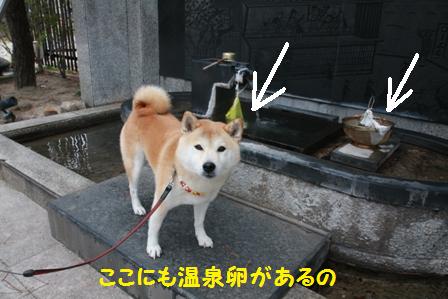 ここにも温泉卵