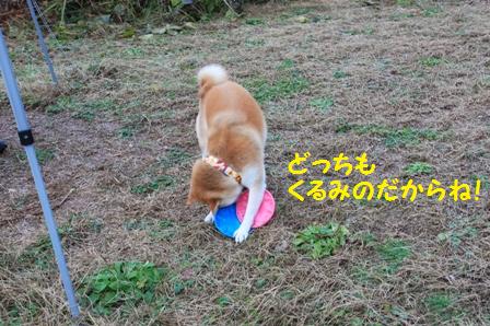 フリスビー