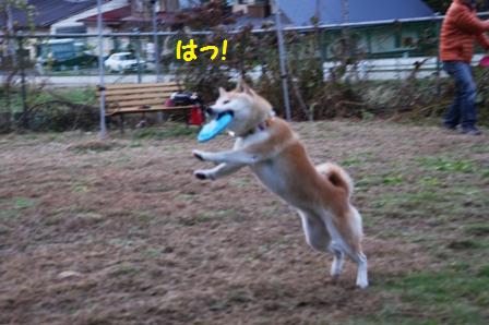 はっ