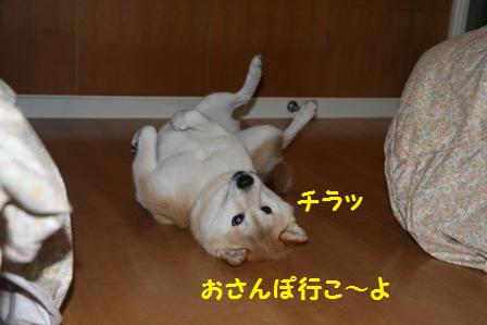 チラッ
