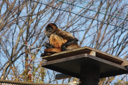 クモザル