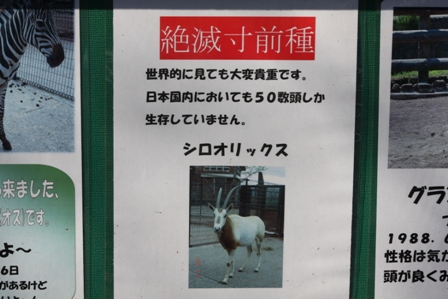 シロオリックス