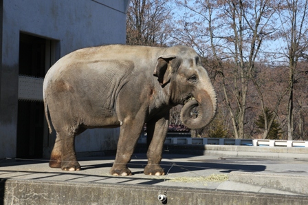 アジアゾウ