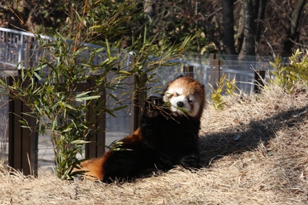 レッサーパンダ
