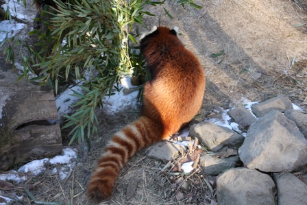 レッサーパンダ