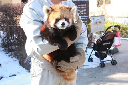 レッサーパンダ