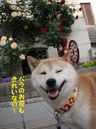 きれい
