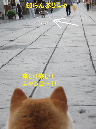 来い来い