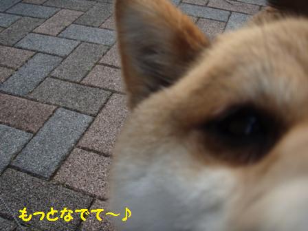 もっとなでて