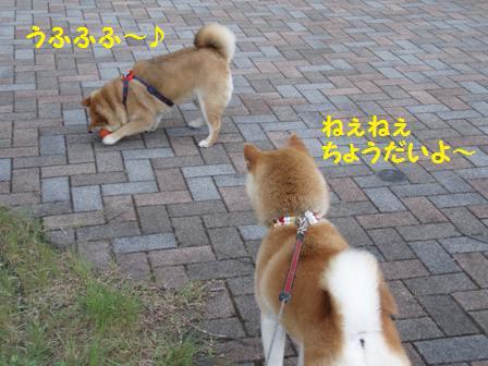 ちょうだい