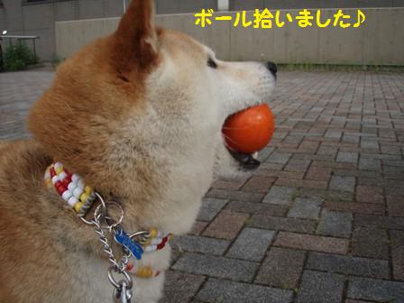 拾いました