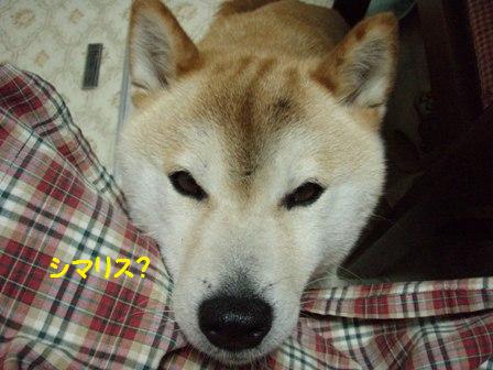 シマリス