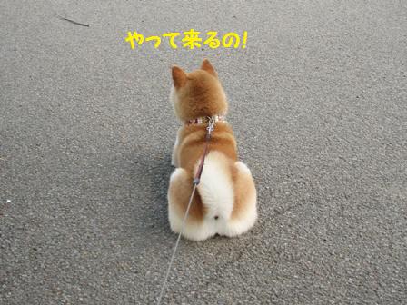 来る