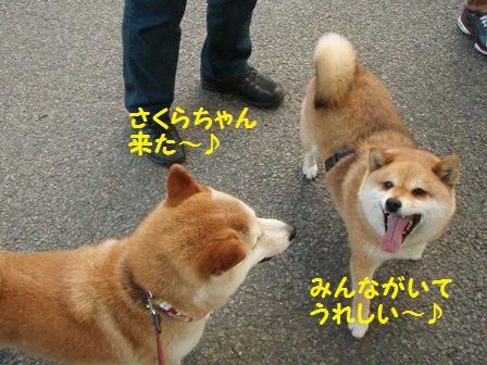 さくらちゃん