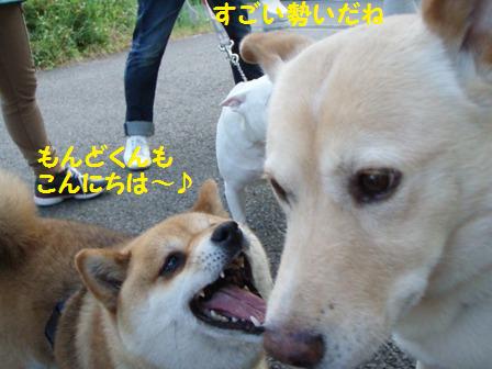 もんどくんこんにちは
