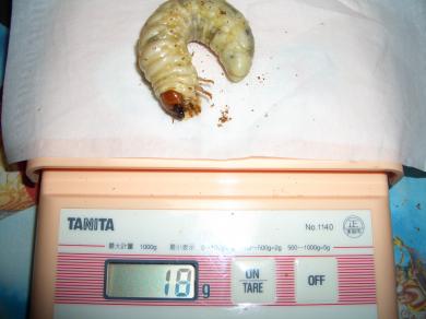 touhoku oi 1