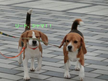 CIMG5344_20121227230231.jpg