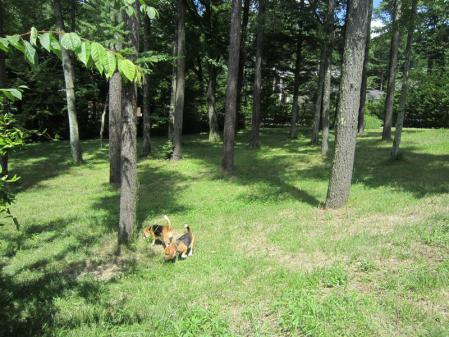 IMG_0008_20120821054013.jpg