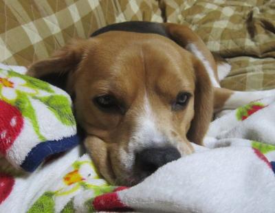 IMG_0019_20120501231516.jpg