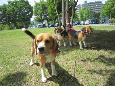 IMG_0085_20120622053854.jpg