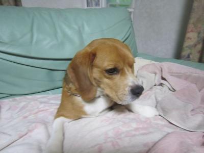 IMG_0104_20120714111754.jpg