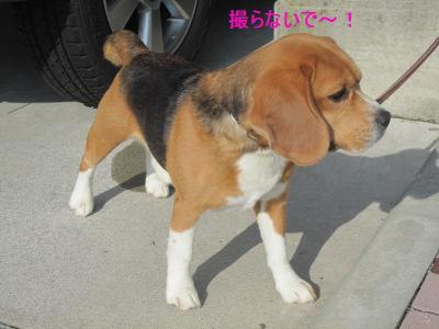 IMG_0118_20120426223236.jpg