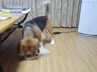 IMG_0119_20120624221743.jpg