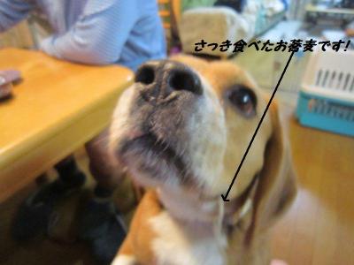 IMG_0234_20120528001514.jpg