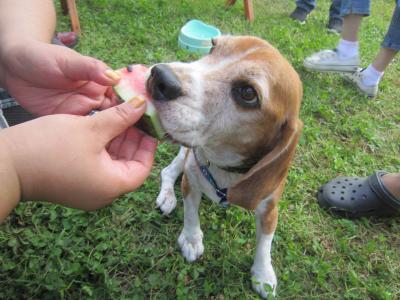 IMG_0322_20120805221716.jpg