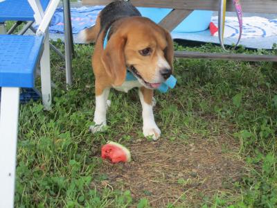 IMG_0326_20120805222731.jpg