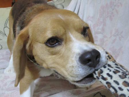 IMG_0337_20120906233425.jpg