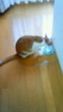 CAT0NMMN.jpg