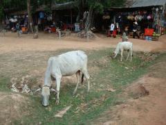 DSC03260b.jpg