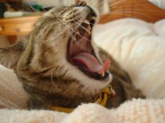 DSC04006b.jpg