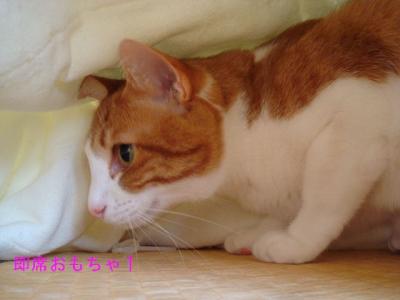 DSC04281b.jpg