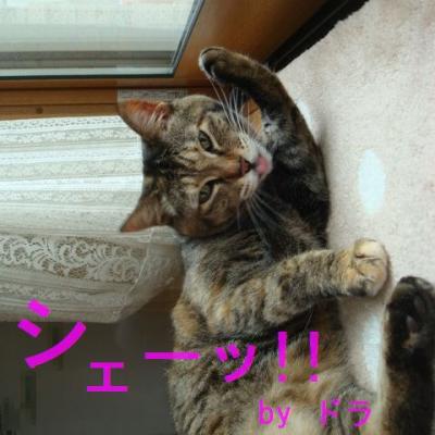 DSC04669b.jpg