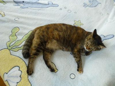 P1000207.jpg