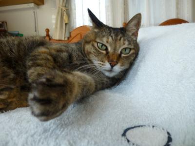 P1000213.jpg
