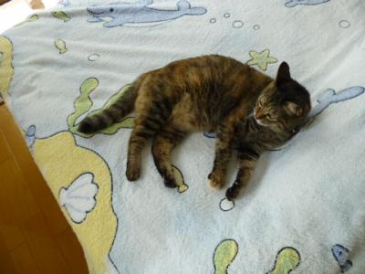 P1000220.jpg