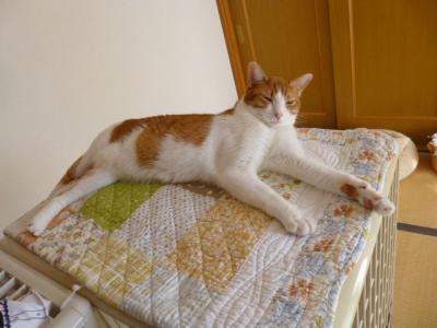 P1000732.jpg