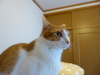 P1050530.jpg