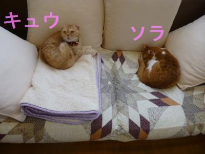 P1050603.jpg