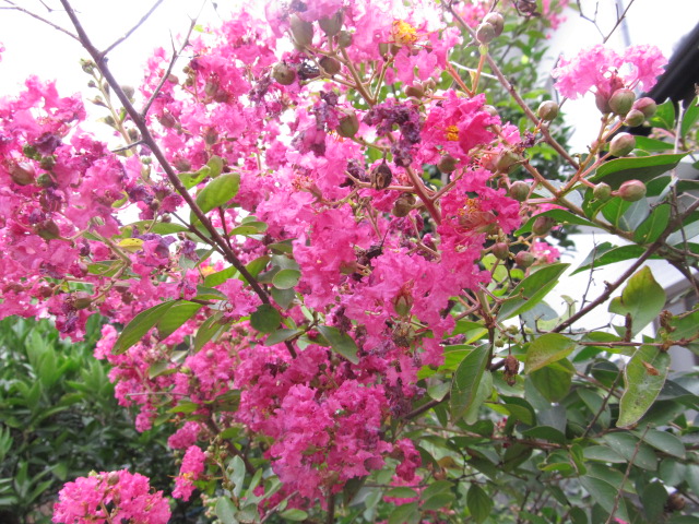 IMG_4332.jpg
