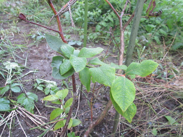 IMG_4689.jpg
